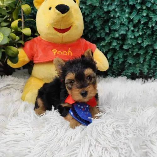 Filhote Yorkshire Terrier, Seu novo melhor amigo está pronto para te encher de carinho!