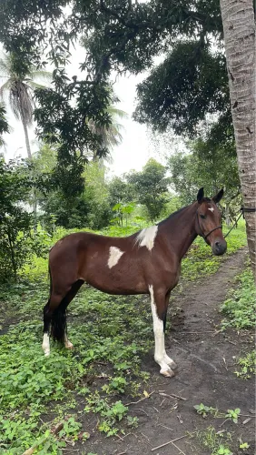 Égua mangalarga