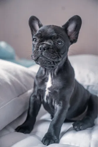 Bulldog francês fêmea 