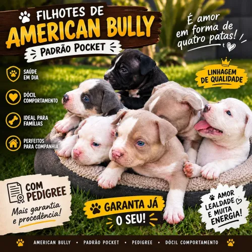 Filhotes de american bully