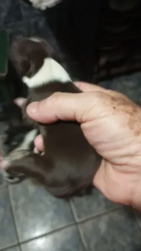 Pet 