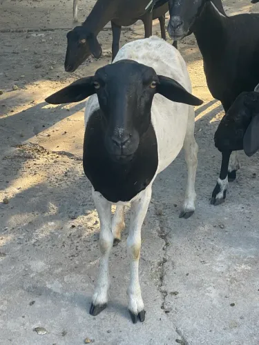 Vende se cabras e bode bôer ovelhas Doppler mestiças e marrans