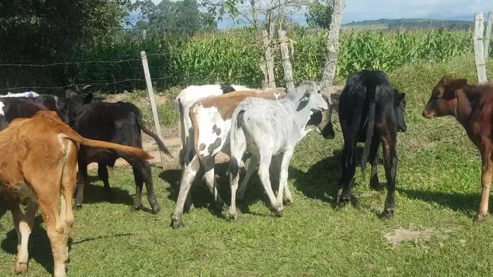Bezerros mestiço 