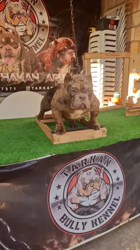 Exotico  Bully Merle.