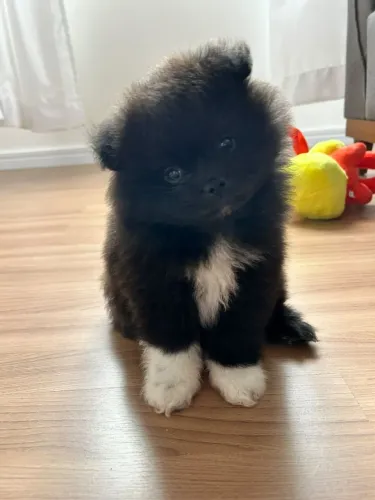 Spitz alemão 