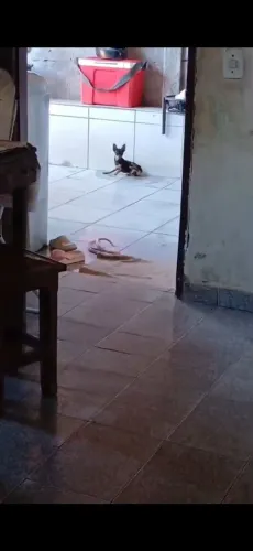 Cachorro  pinscher 