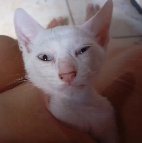 Doação De Gato Filhote
