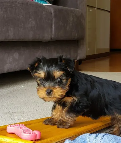 Yorkshire Terrier