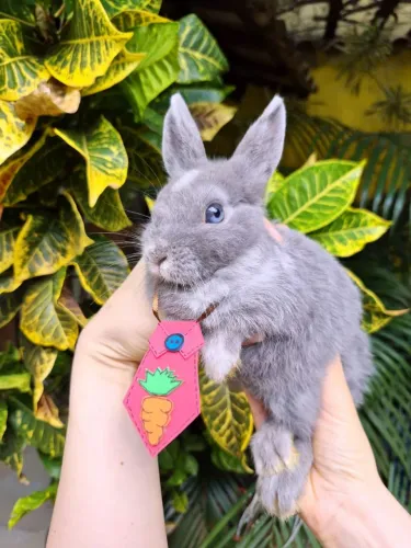 Casal netherland dwarf