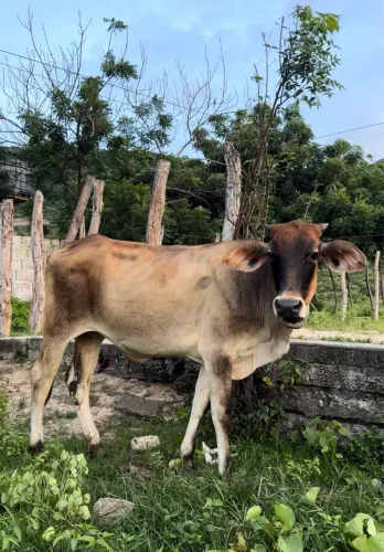 NOVILHAS VACA 