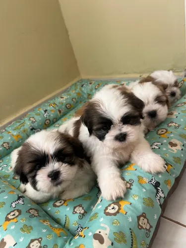 Shih tzu 