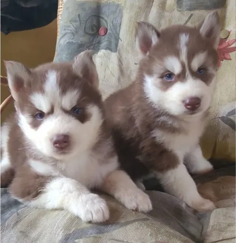 Husky Siberiano - Beleza única 
