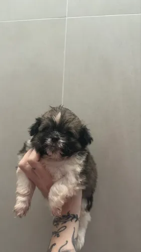 Shihtzu femea