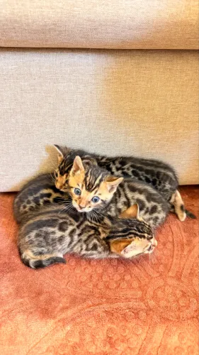 Filhotes de Bengal à venda!