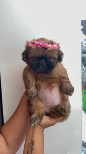 Shihtzu fêmea  