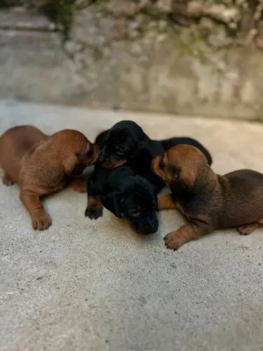 Filhote de Dachshund (Salsichinha)