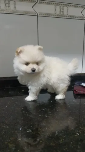 Cachorro Lulu da Pomerania promoção especial para Outubro