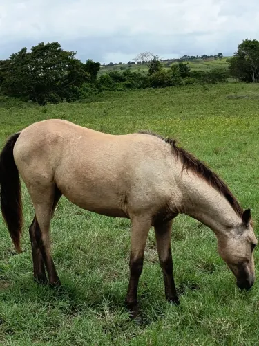 Pordo 