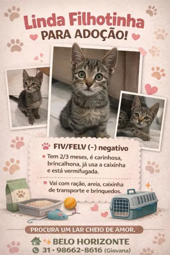 Adoção Filhote Gata