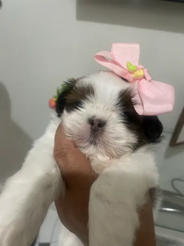 Shitzu