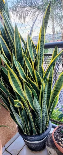 Vaso de Espada Santa Bárbara