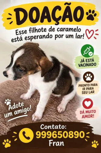 Adoção de cachorrinho