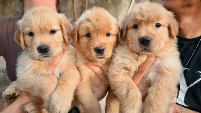 Golden Retriever