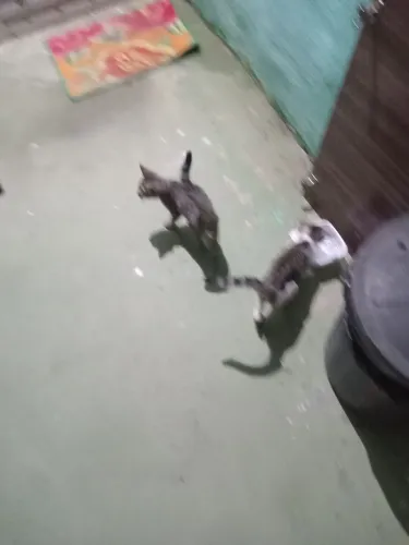 Doa-se gatos saudáveis filhotes ainda.