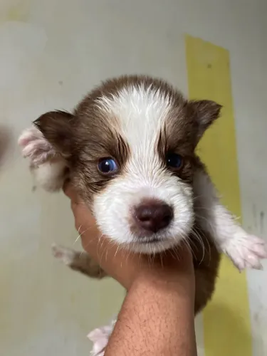 FILHOTE DE HUSKY SIBERIANO