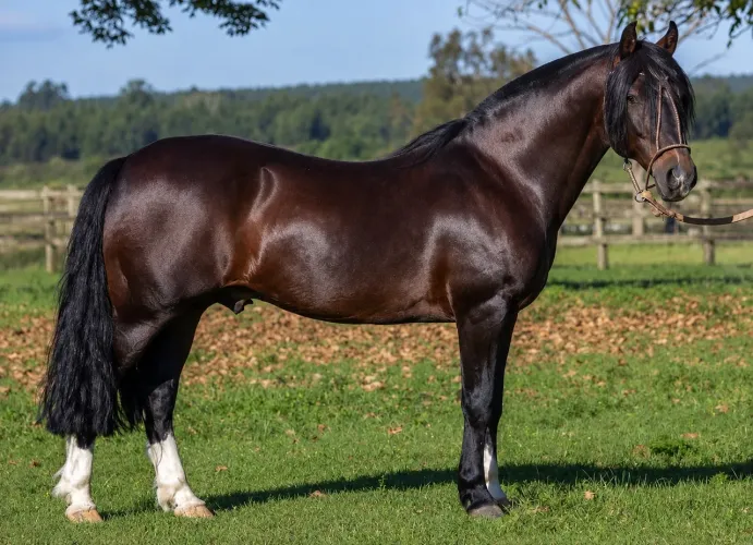 SÊMEN COBERTURA CAVALO CRIOULO REGISTRO DE MÉRITO