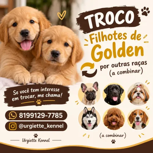 Troco filhote de Golden por outras raças