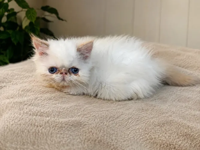 Vendo gato persa macho