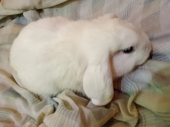Vendo coelho mini lop 