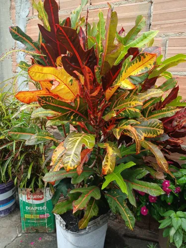 Planta pé de Pato negro