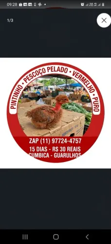 PINTINHO PESCOÇO PELADO CAIPIRA VERMELHO PURO