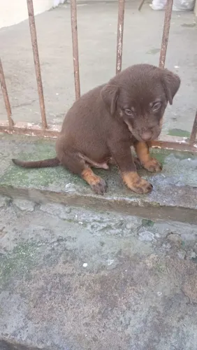 Adoção de cachorro 