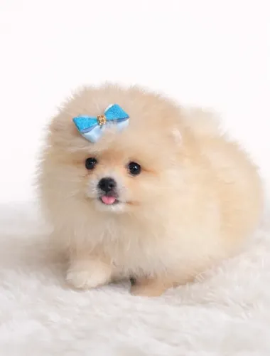 Filhote Lulu da Pomerania/ Spitz alemão