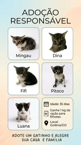Gatos para adoção