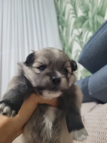Spitz alemão filhote
