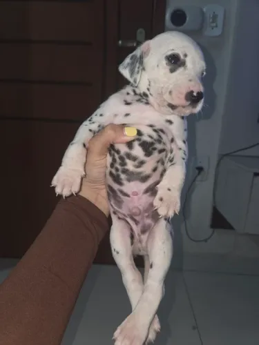 Dálmata macho, 2 meses.