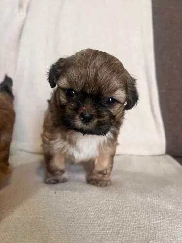 Cachorro 