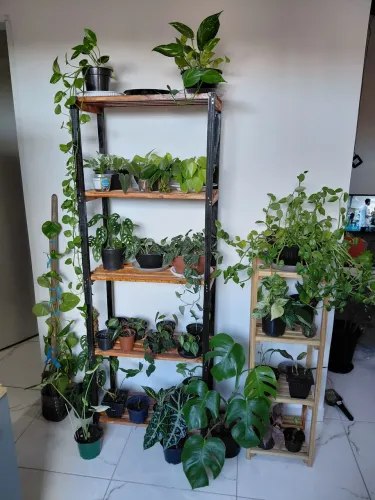 Variedade em plantas