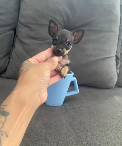 Pinscher 00Zero tamanho pequeno ideal para apartamento 