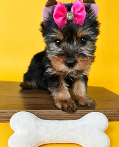 Pequena Yorkshire que Conquista Corações