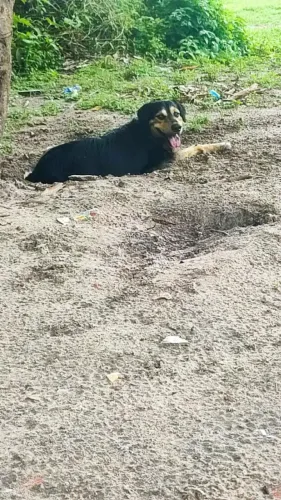 Doação de cachorro