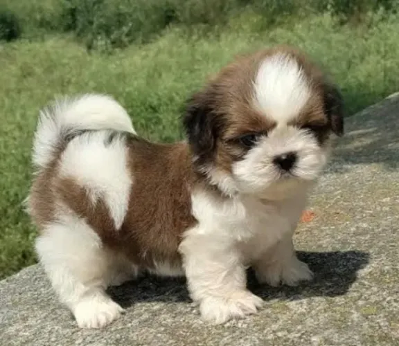 Shihtzu Filhotes Muito Tranquilos.