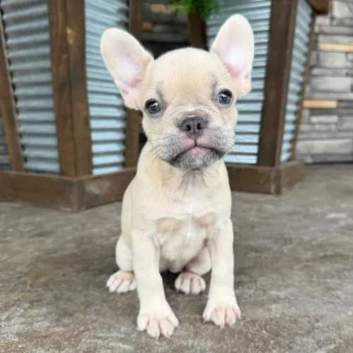 BullDog Francês- Elegância, imponência e lealdade em um só cão.