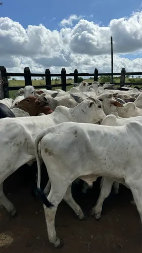 Lotes de bezerros e bezerras Nelore a venda!