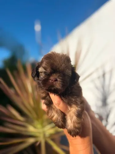Shih tzu fêmea