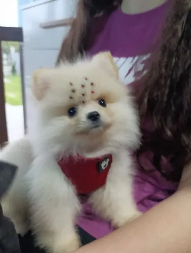Vendo essa linda fêmea lulu 